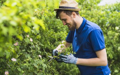 Spring Lawn Care Tips