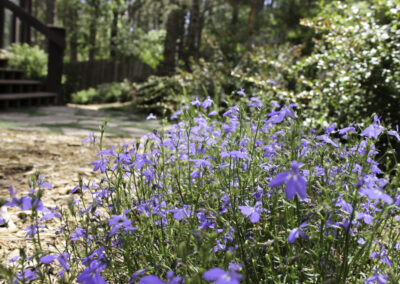 Plantings